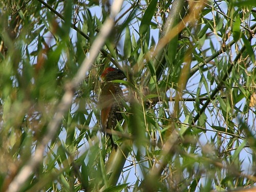 RufousWoodpecker