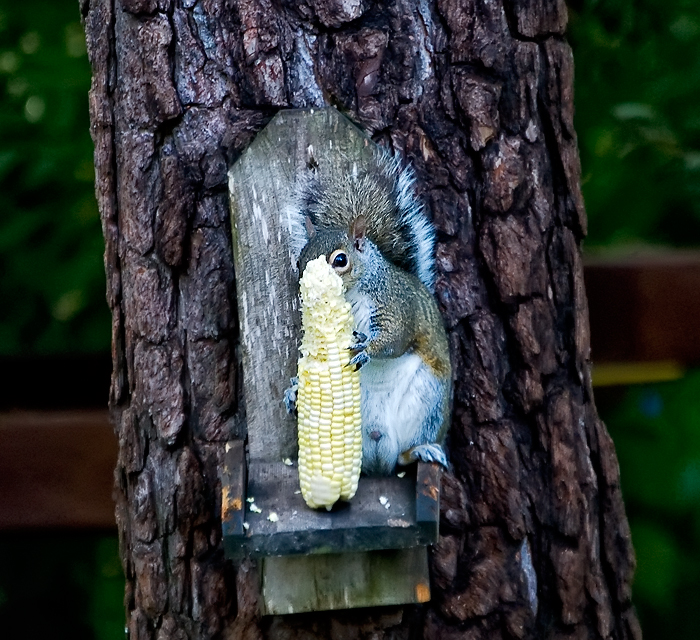 Corn... it's what's for dinner!