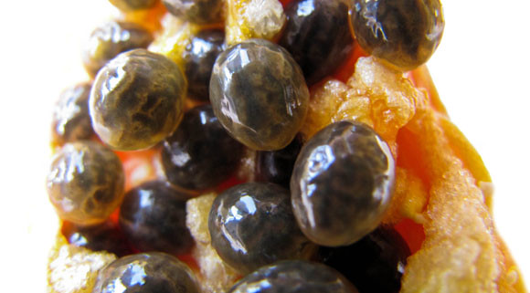 photo of papaya seeds