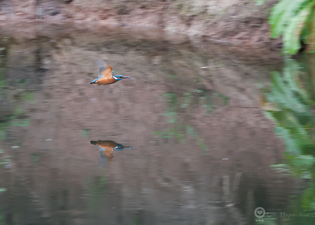Kingfisher & reflection