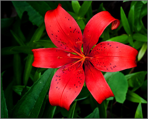 Hybrid lily (by Silver Image)