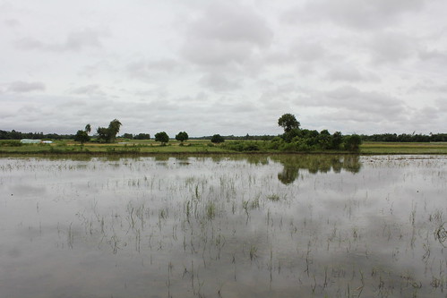 Rice fields in Tra Cu