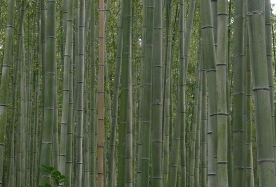 Wall of bamboo