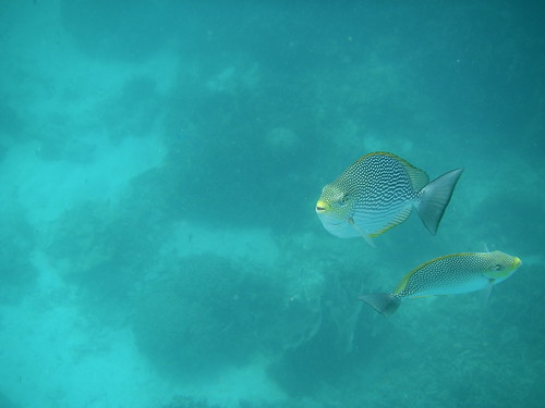 Mango Bay Snorkeling