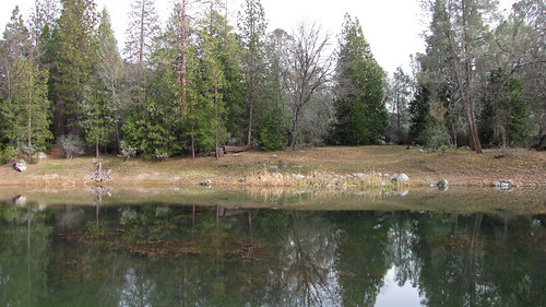 the woods on the pond