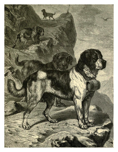 010a-San Bernardos-The illustrated book of the dog 1881- Vero Kemball Shaw