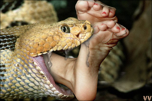 anaconda eats man. Man Eating Snakes