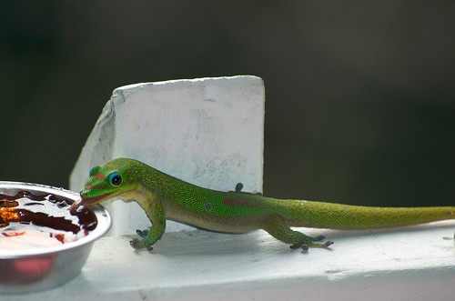 Gecko Breakfast in Hawaii