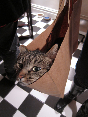 Time To Let The Cat Out of The Bag