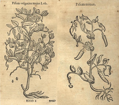 Images of Peas from Theophrastus (1644)