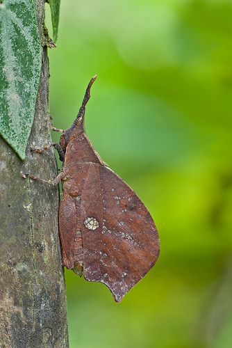 Leaf Mimic Grasshopper - female