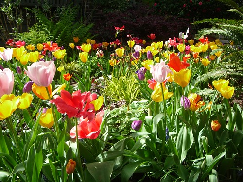 Riot of Tulips