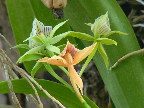 Orquídeas (2)
