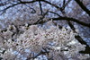 5分咲きの桜　中間