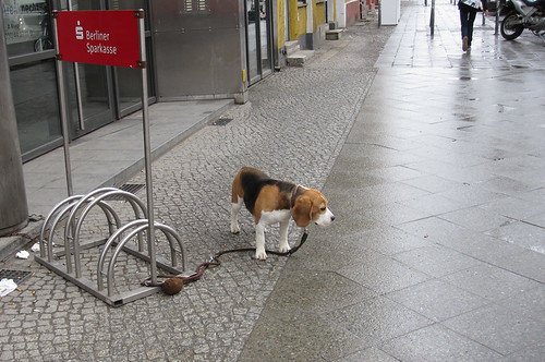 Wartender Hund, Torstraße