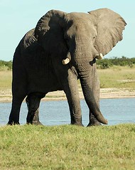 Elephant, Savuti, Botswana