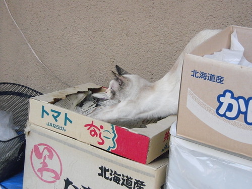 Today's Cat@2010-05-03