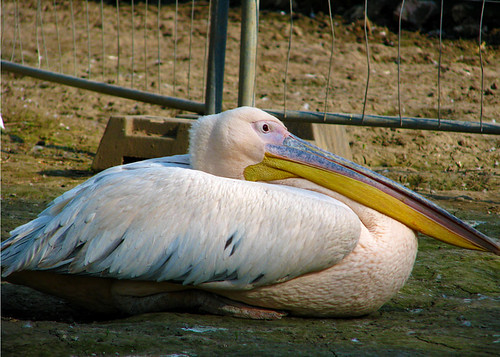 the pelican brief