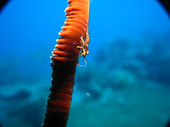 Zanzibar Shrimp