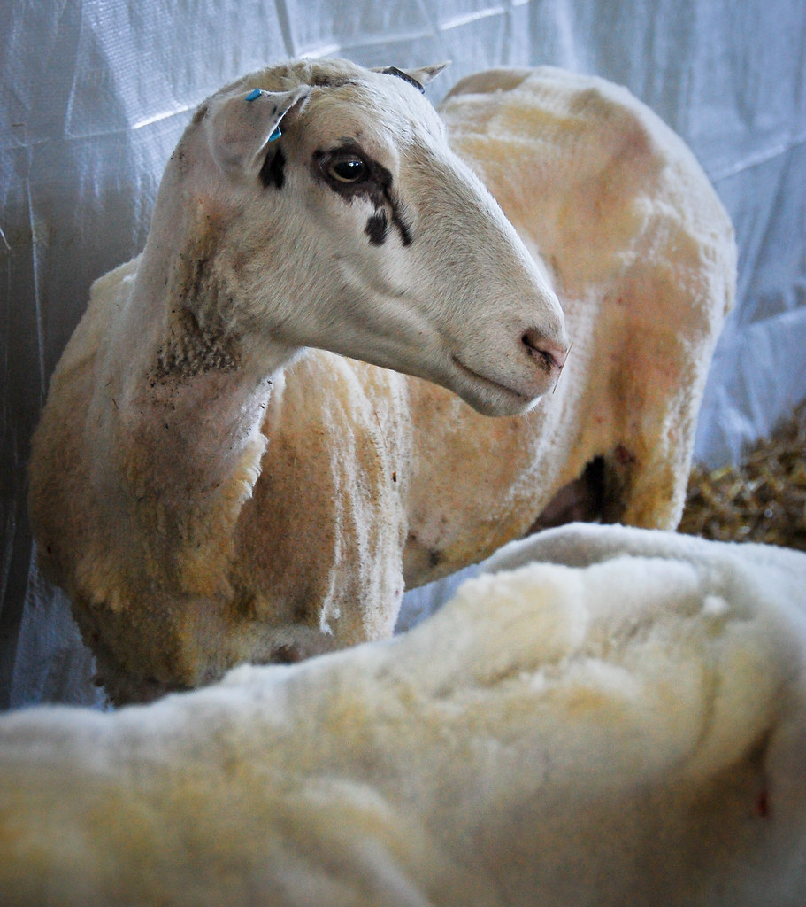 sheep shearing-44