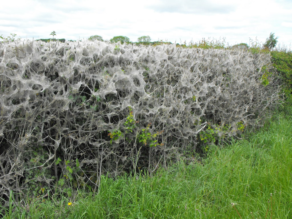 Cobweb Hedge