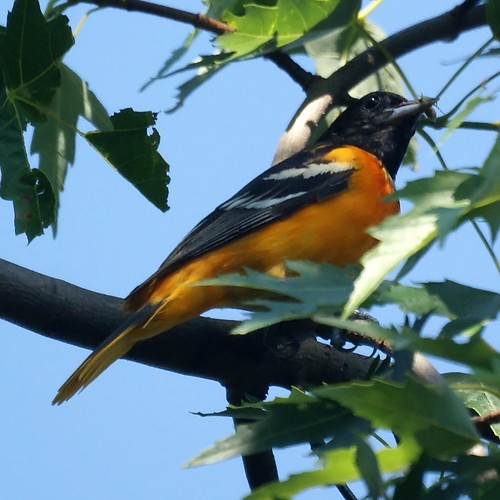 Baltimore Oriole (Male)