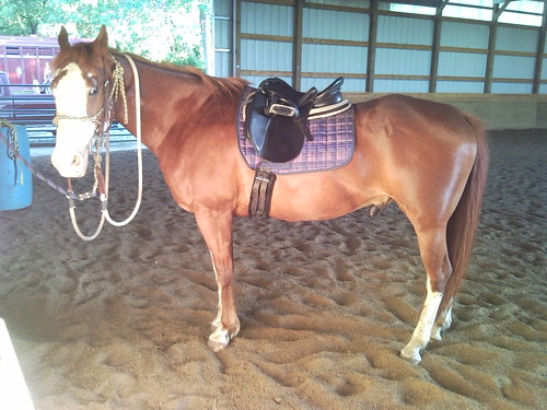 Cody doesn't think he's a dressage pony.