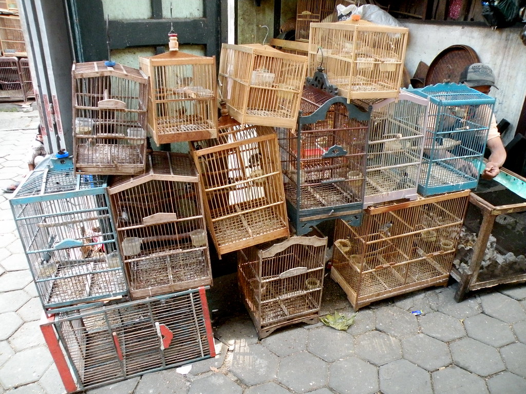 ジャワ島・ンガスム鳥市場