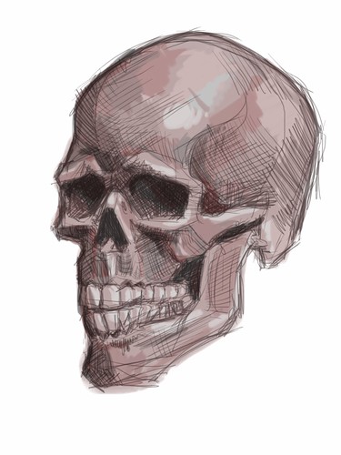 live sketching of skull on iPad - 2
