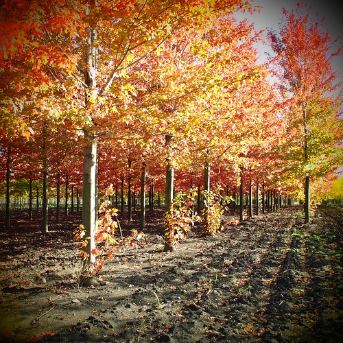 More from the Fabulous Fake Fall at the Tree Farm (3)