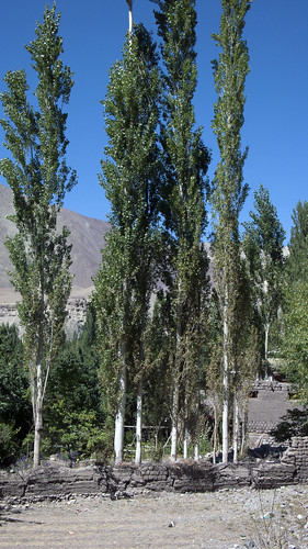 Ladakh tree