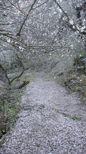 落花滿地的梅樹步道