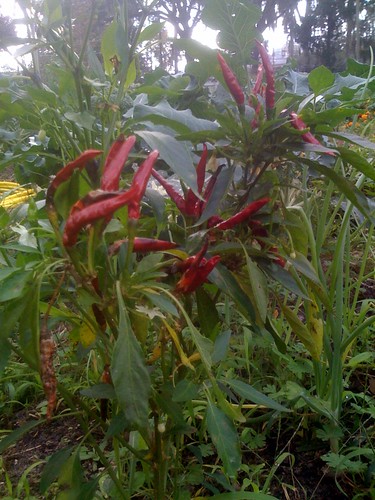 Organic Peppers