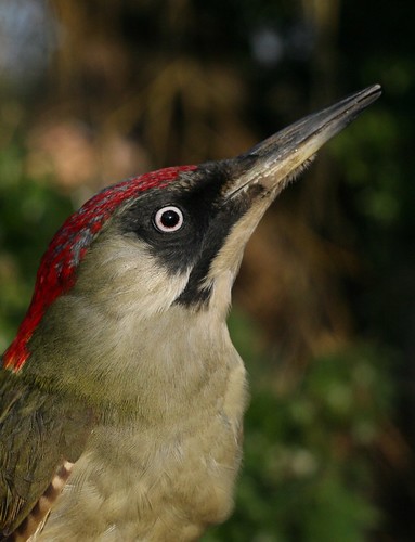 Female Green Woodpecker