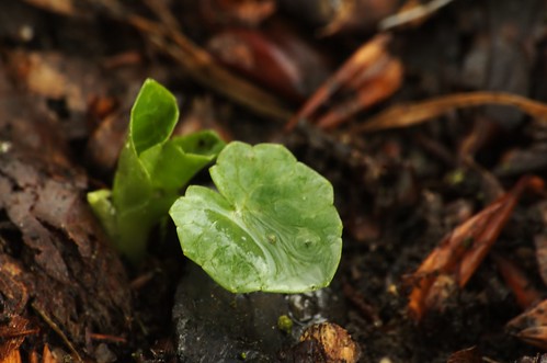 Ranunculus ficaria | Speenkruid - Lesser celandine