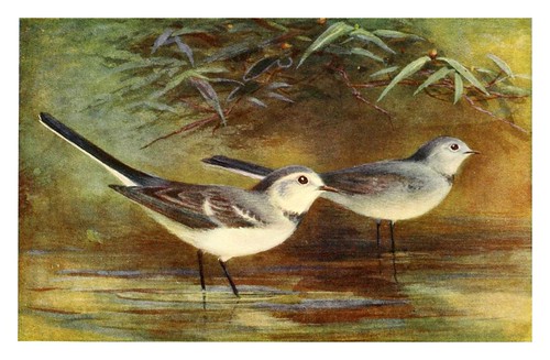 004-Aguzanieves blanco-Egyptian birds for the most part seen in the Nile Valley (1909)- Charles Whymper