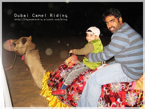 Dubai Camel Riding 3 杜拜沙漠衝沙騎駱駝