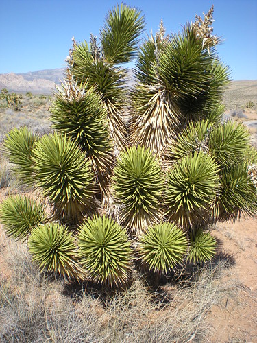 Interesting Desert Plant