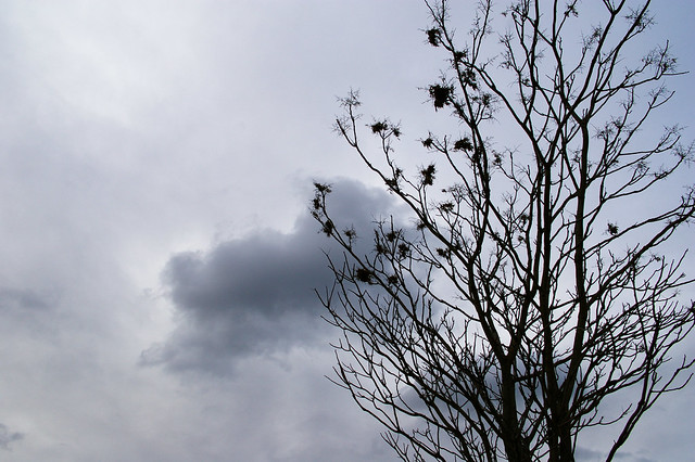 pré-printemps / Image illustrant l'article. Photo d'un arbre sans feuilles mais avec quelques bourgeons, à contre-jour contre le ciel gris.