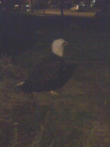 Bald Eagle spotted in Kenton neighborhood. Portland, Oregon