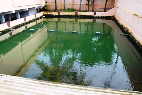 Attukal Temple Pond