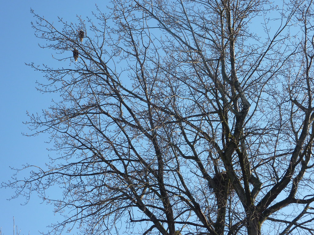 Eagles in Vanier Park