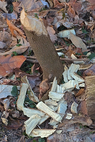 Beaver-knawed tree trunk, at Gravois Creek Conservation Area, in Saint Louis County, Missouri, USA