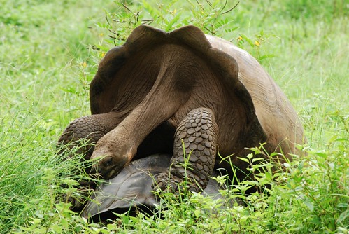Galapagos giant turtles are mating