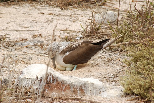 Galapagos blue-footed booby