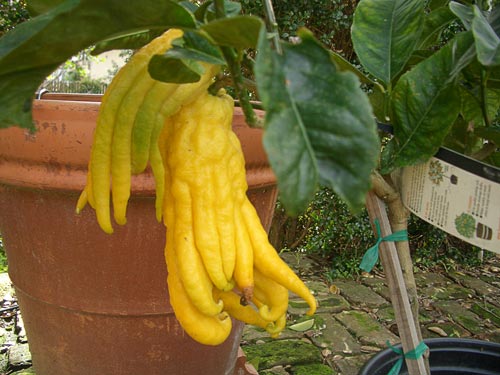 buddah's-hand-lemons