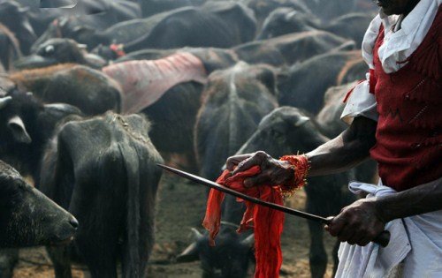 05_Animal-Slaughter-Festival-In-Nepal-005