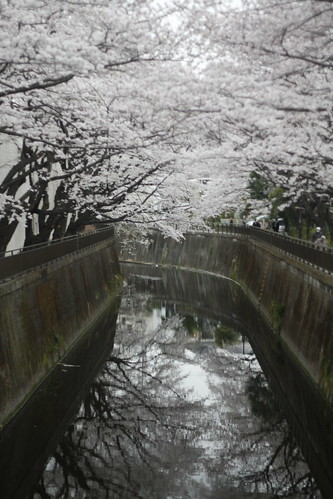 Sakura reflections
