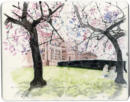 Cherry Blossoms in Kelvingrove As I was drawing a gentle breeze blew 
