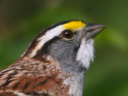 White-throated Sparrow SOOC heavy crop 20100419